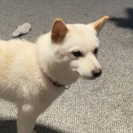 Lady - Shiba Inu