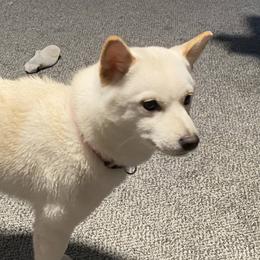 Lady - Shiba Inu