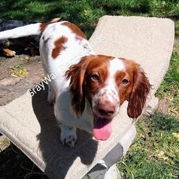 Oaklee - Dachshund