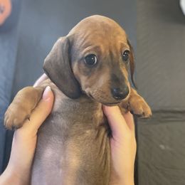Girl 1 - Red Dachshund puppy in Chico, California from Hursh’s Hounds
