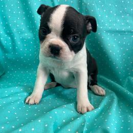 Frannie - Black and white female Boston Terrier puppy in Fillmore, Illinois from Wind Hill Puppies