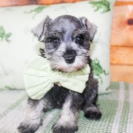 Goldendoodle and Miniature Schnauzer Puppies from Rocking H