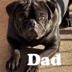 Pug All Grown Up from Rachel Sauder