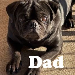 Pug All Grown Up from Rachel Sauder