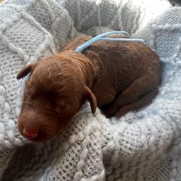 Teal - Red  female Poodle puppy in Lima, Ohio from Buckeye Red Standard Poodles