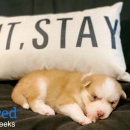 Fred - Red and white male Pomsky puppy in Winston, Oregon from Arctic Tails Spitz