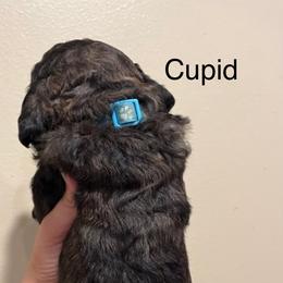 Poodle Puppies from Semmy’s standard Poodle
