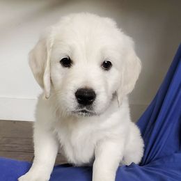 Golden Retriever Puppies from Olivia Denham
