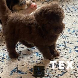Tex - Red male Aussiedoodle puppy in Knoxville, Tennessee from Legacy Farm