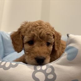 Barbie - Apricot female Aussiedoodle puppy in Bon Aqua, Tennessee from Adorable Aqua AussieDoodles
