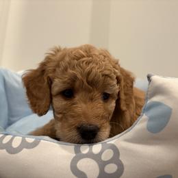 Barbie - Apricot female Aussiedoodle puppy in Bon Aqua, Tennessee from Adorable Aqua AussieDoodles