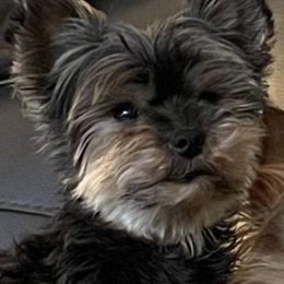 Jett - Yorkshire Terrier