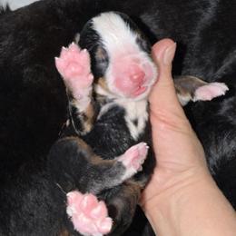Girl 1 - Tri-color female Bernese Mountain Dog puppy in Yuciapa, California from AlltheDoodlez_