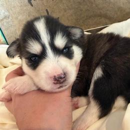 Dash - Black and white male Pomsky puppy in Mc Minnville, Oregon from West Coast Pomskies