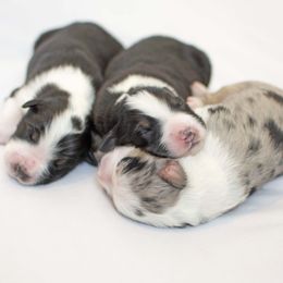Australian Shepherd Puppies from Saddle Peak Aussies