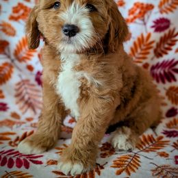 Huckleberry - Red  male Goldendoodle puppy in Coarsegold, California from Hobbit Hollow Acres