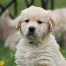 Golden Retriever Puppies from OPK GOLDENS