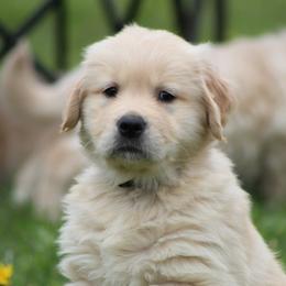 Golden Retriever Puppies from OPK GOLDENS