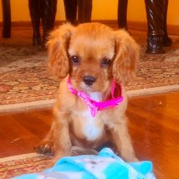 Cavalier King Charles Spaniel Puppies from Puppyloversplace