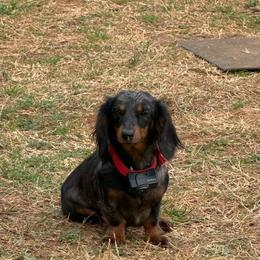 Belle - Dachshund