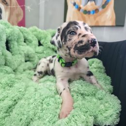 Edith - Harlequin female Great Dane puppy in Granby, Missouri from HCR Great Danes