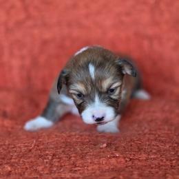 Ron - Sable male Pembroke Welsh Corgi puppy in Tallahassee, Florida from Koko's Korgis