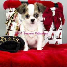 Belle-a - Chocolate brindled fawn female Chihuahua puppy in Anderson, South Carolina from Lil Treasures Chihuahuas