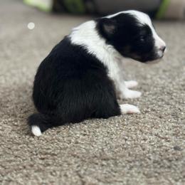 Thumper - Black white and tan male Shetland Sheepdog puppy in Warren, Texas from Romans 12 Kennels