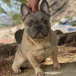 French Bulldogs from McBulldogs