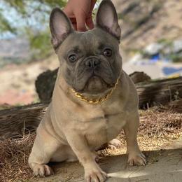 French Bulldogs from McBulldogs