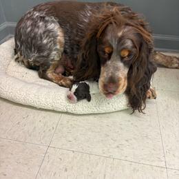 Pooh - Liver and white male English Springer Spaniel puppy in North Carolina from Frosty Springers LLC