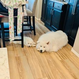 Female two reserved - White female Samoyed puppy in Spring City, Utah from White Rocks Samoyeds