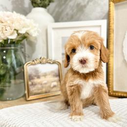 Valentino - Caramel red male Australian Labradoodle puppy in Palmdale, California from Doodles_Ko