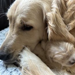 Golden Retriever Puppies from Monadnock Goldens