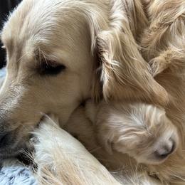 Golden Retriever Puppies from Monadnock Goldens