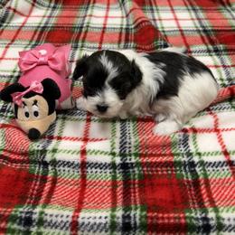 Sparkle - Parti female Maltipoo puppy in Lawrenceburg, Tennessee from LUV Poodles and Maltipoos