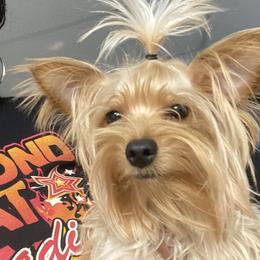 French Bulldogs and Yorkshire Terriers from Kmonae