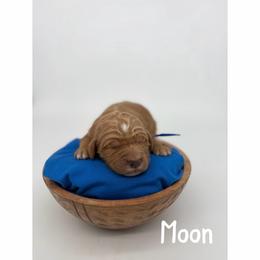 Moon - Red  male Goldendoodle puppy in Smithfield, Kentucky from KBK9 Kennels