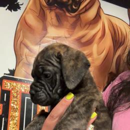Willow - Red fawn brindle female Bullmastiff puppy in South Attleboro, Massachusetts from Bessettes Bullies