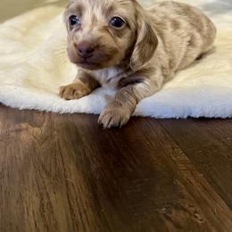 Dachshund Puppies from Doodle Bugs Doxies