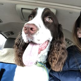 Max - English Springer Spaniel