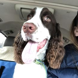 Max - English Springer Spaniel