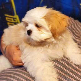 Shih Tzu Puppies from Pure Beauty Shih Tzu Pups