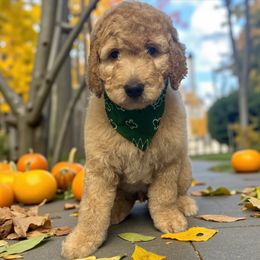 Ollie - Apricot male Goldendoodle puppy in Prosperity, Pennsylvania from Stelladoodles & Company