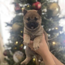 Boy 3 - Red male Shiba Inu puppy in Alexandria, Minnesota from MN Lakes Area Shiba Inus