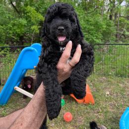 Tufted Titmouse, blue - Black and white male Aussiedoodle puppy in Grand Haven, Michigan from Happy Hippy Doodles