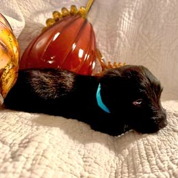 Landon - Black male Scottish Terrier puppy in Crossville, Tennessee from Cavern Kennels