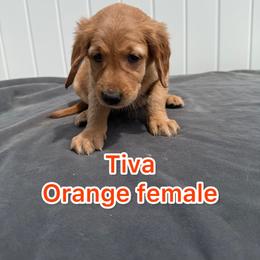 Orange Tiva - Golden female Golden Retriever puppy in Salt Lake City, Utah from Soaring golden retrievers