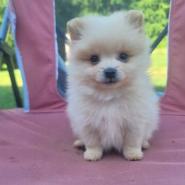 Coocoo - Cream male Pomeranian puppy in Linwood, North Carolina from MJ's Pomeranians