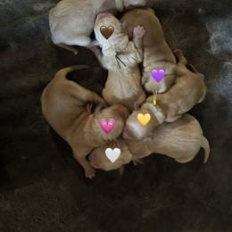 Girl 5 - Golden female Golden Retriever puppy in Daleville, Virginia from Star City Goldens